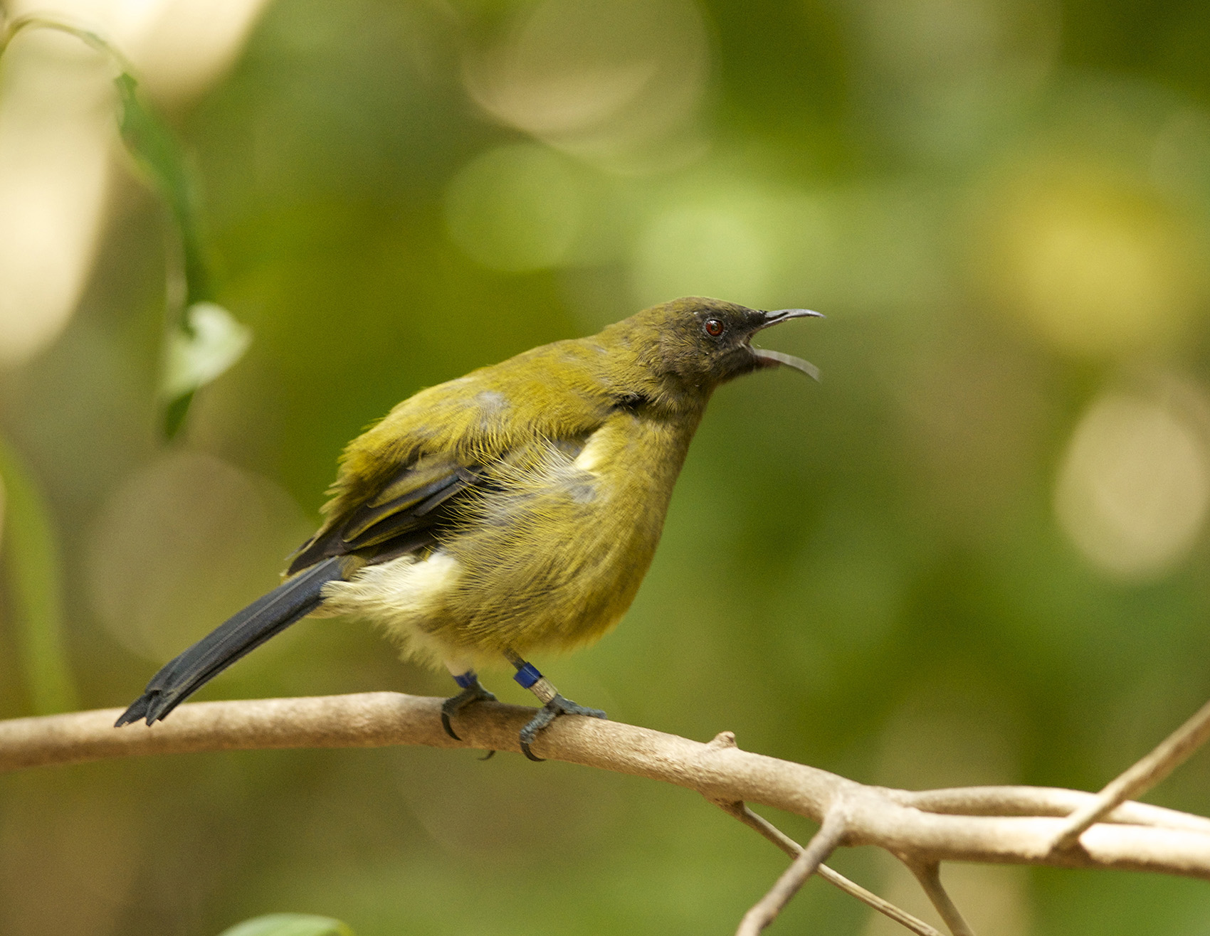 Bellbird calling photo