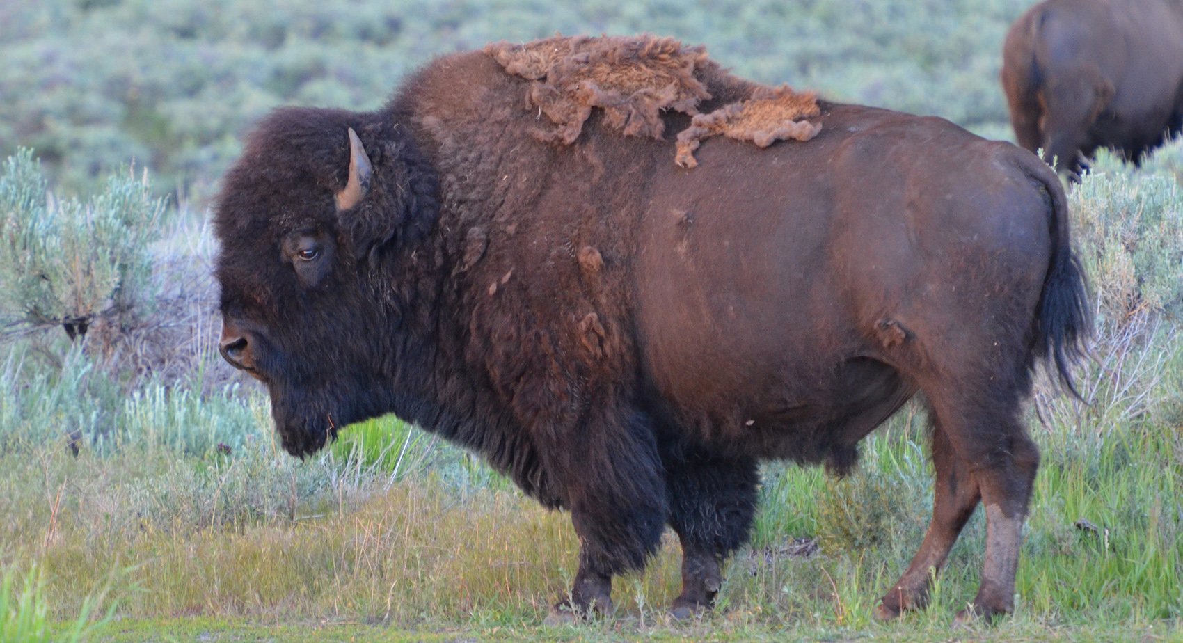 male bull buffalo