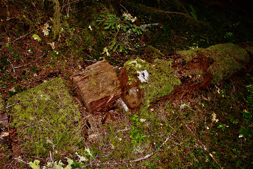 Log Decomposition Study