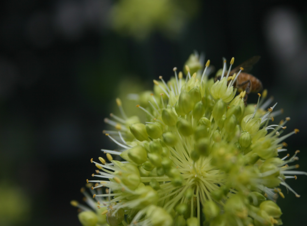 close-up of flower with bee