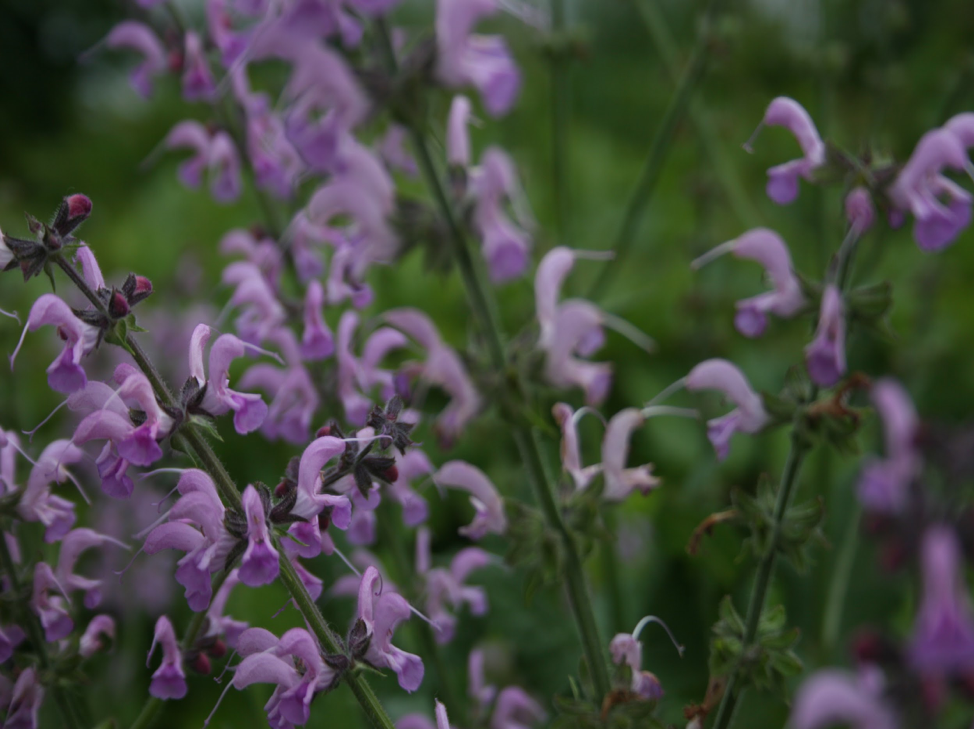 purple wildflowers