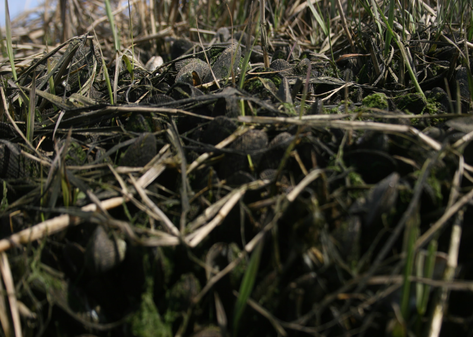 close-up photo of swamps, sticks, grass