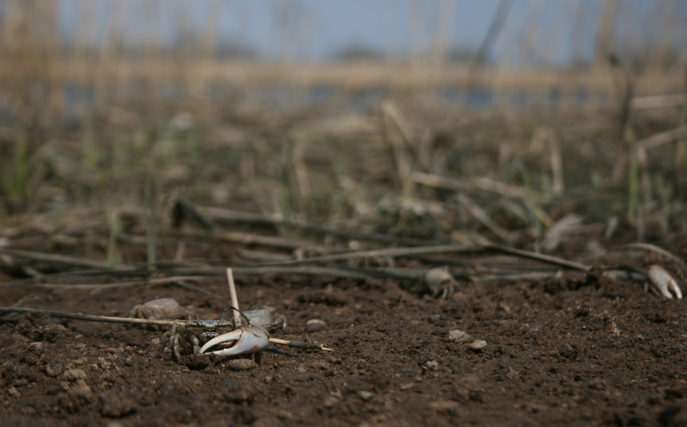 close-up photo of dirt and crab claw