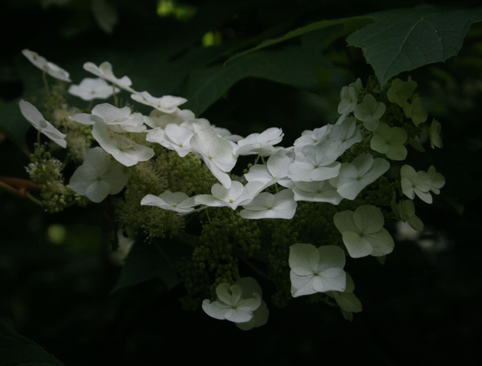 photo of white flowers and leaves on dark background