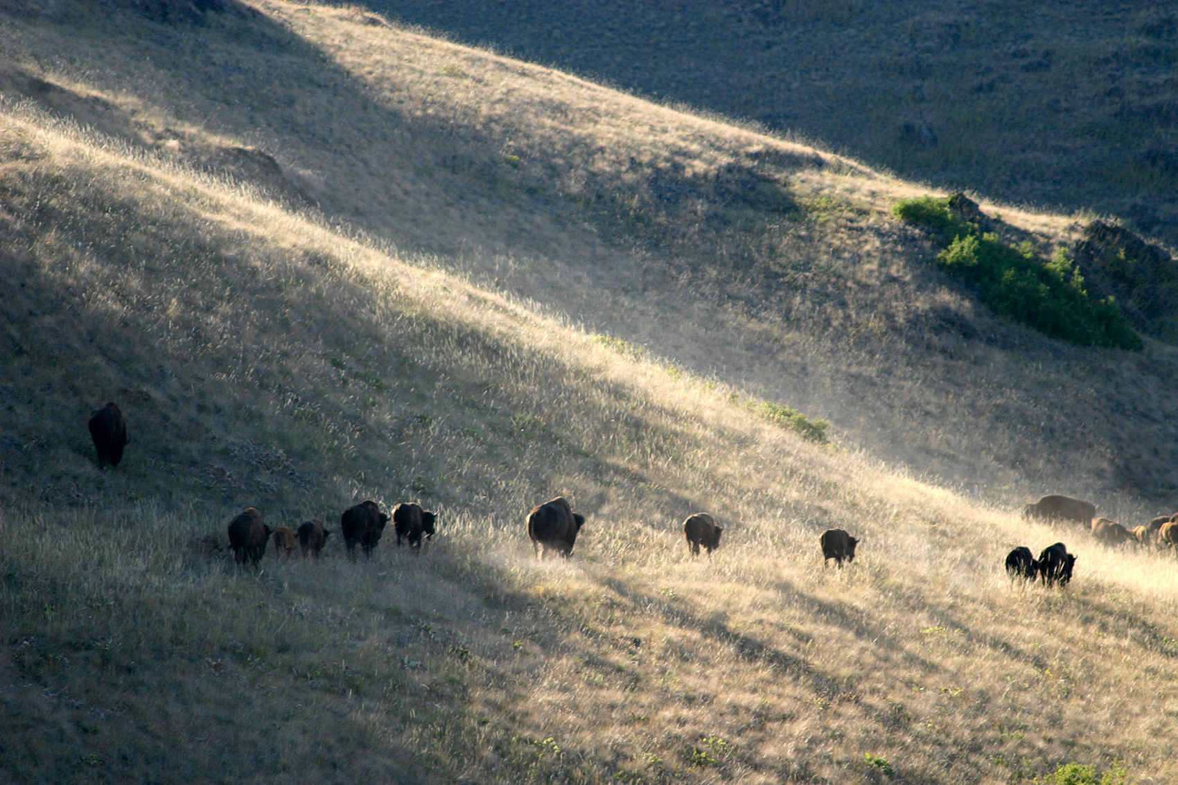 photo of buffalo on a prairie at dusk