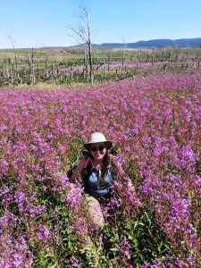 photo of a person in a field of purple flowering fireweed