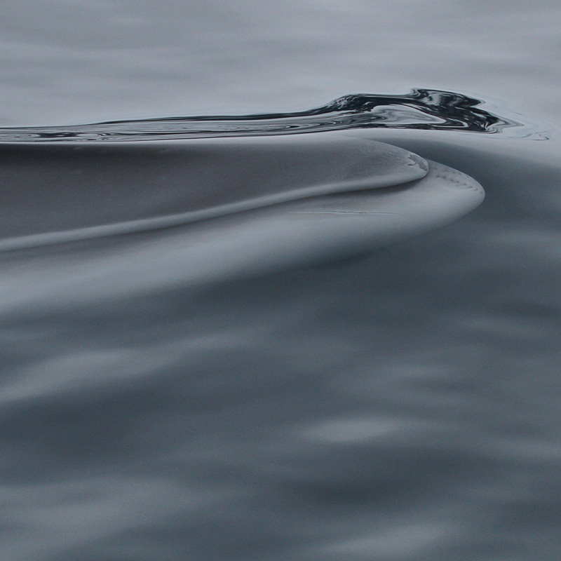 abstract photo of rippling water