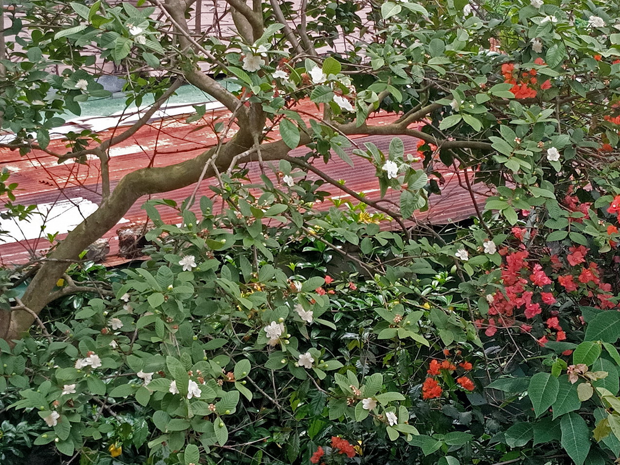 flowering guava tree