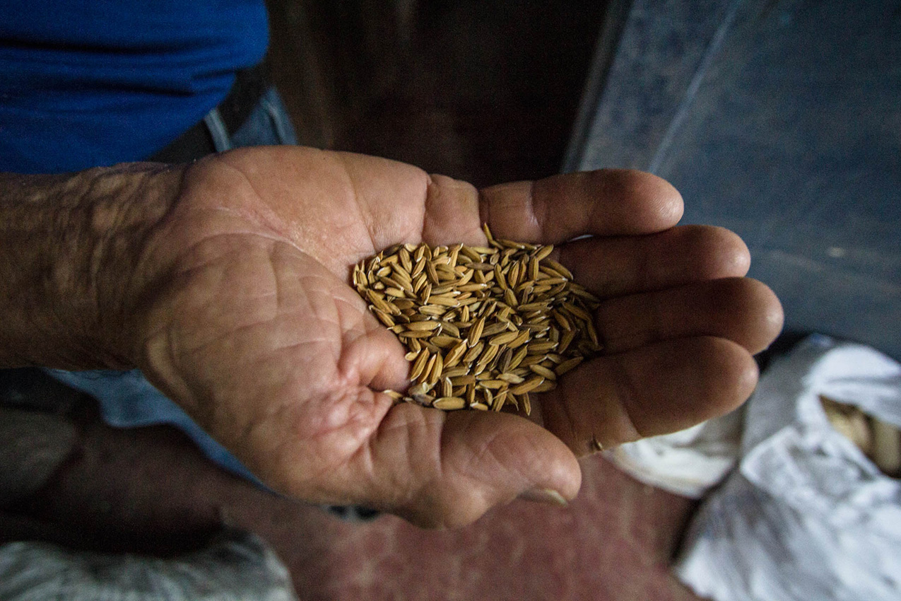 A 70-year-old Costa Rican man holds a handful of seed