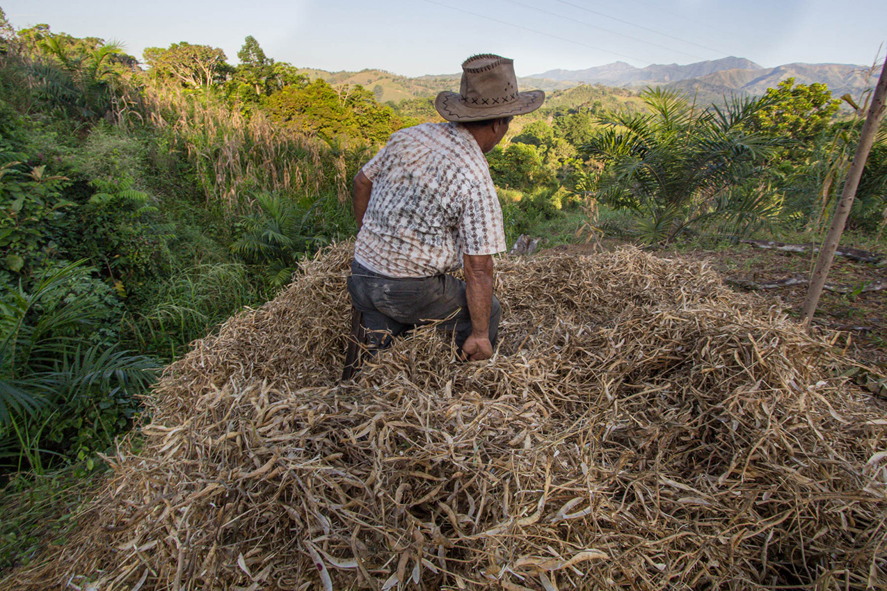 A man in Costa Rica wades through a pile of harvested beans