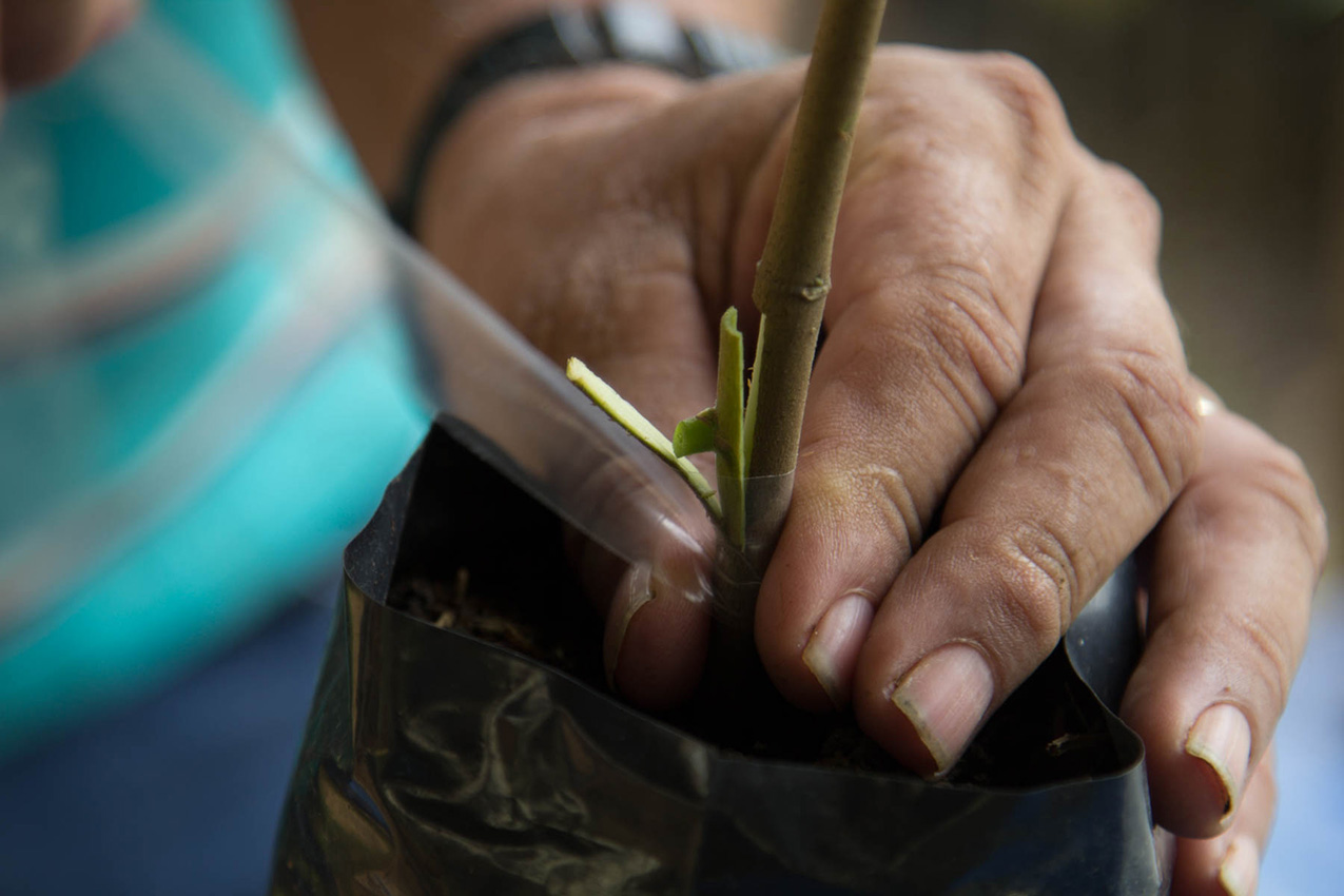 Closeup of hands grafting varietal buds onto strong rootstock for chocolate production