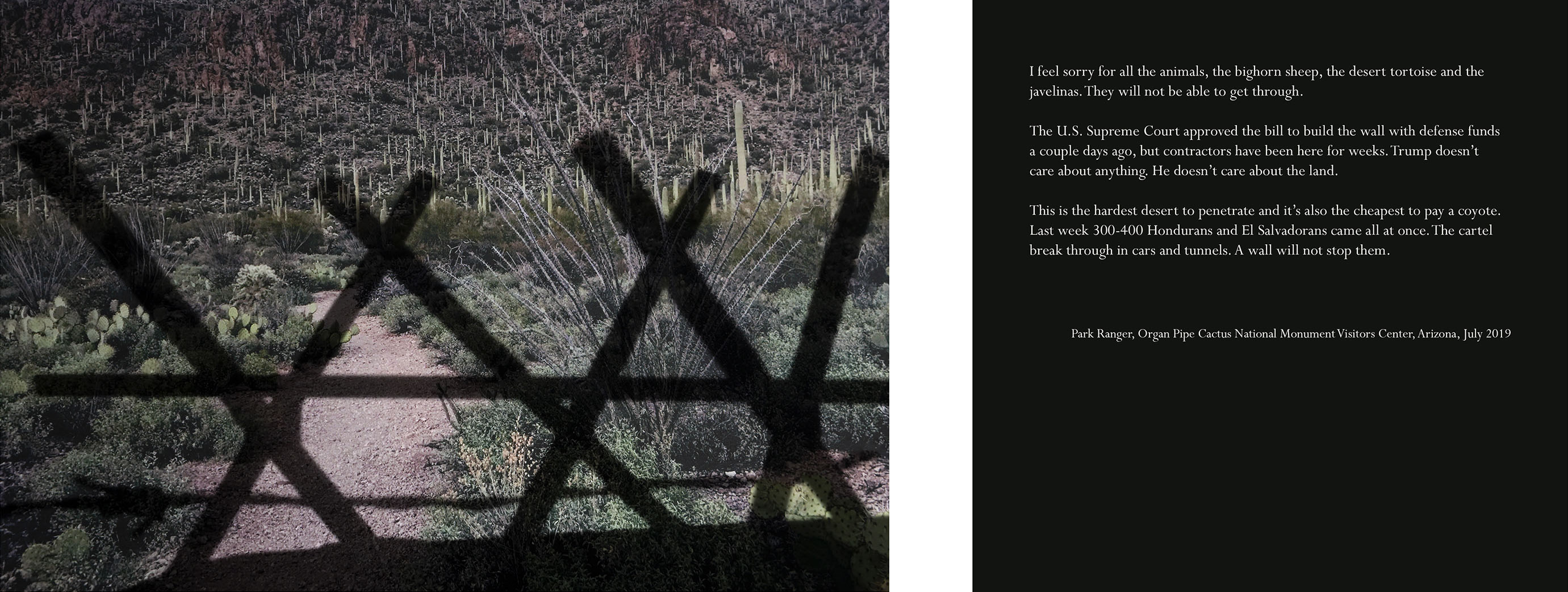 desert landscape with cacti and a gravel path overlaid with the shadow of a fence