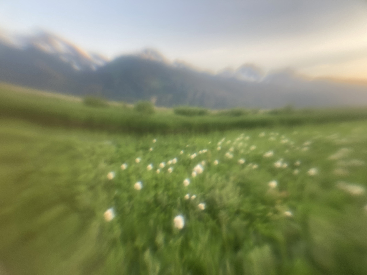 Hazy unfocused image of cottongrass blossoms in a field with mountains in the background