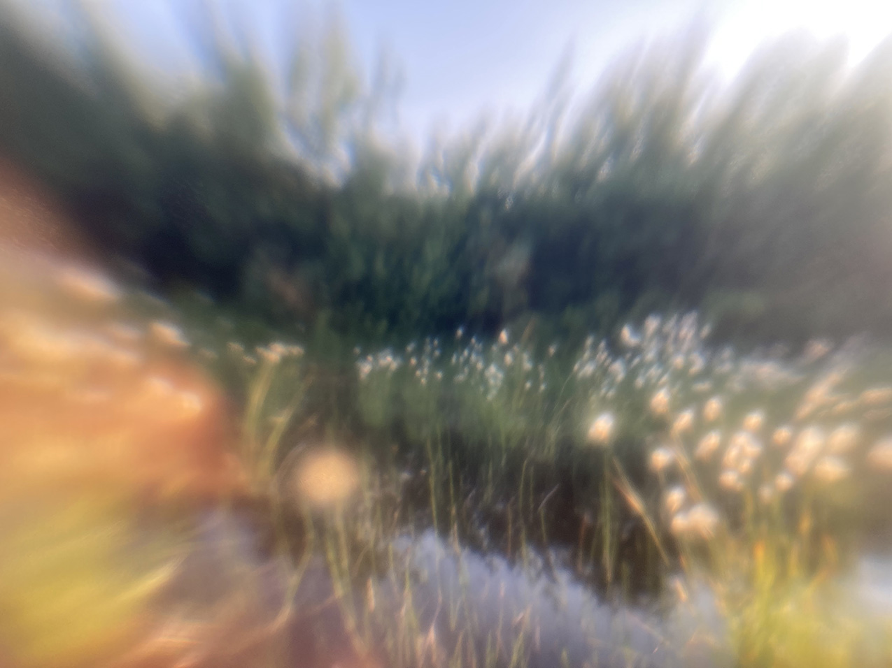 Soft focus image of cottongrass blossoms