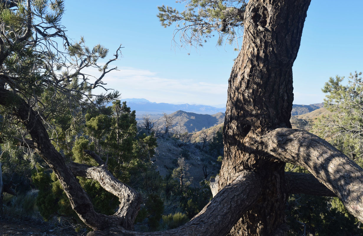 juniper and piñon pines frame a view in the Mojave Desert region