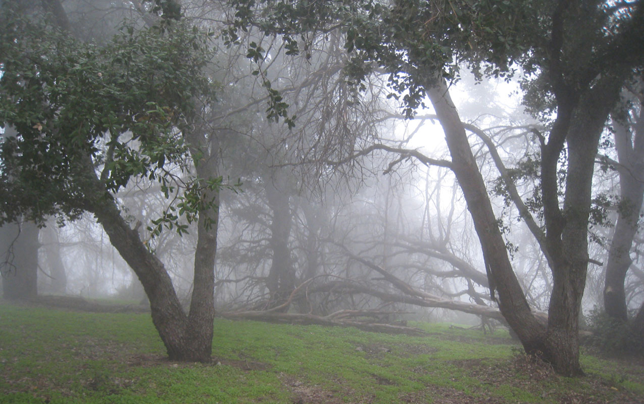 misty oak woodland