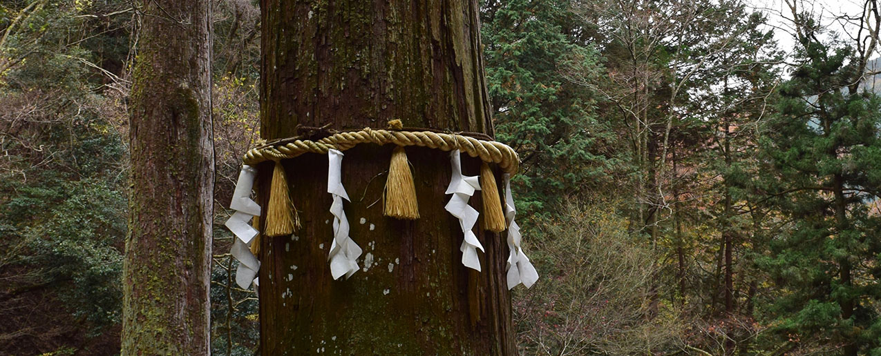 a Japanese cedar tree encircled by a shimenawa of hemp rope decorated with tassels and white paper streamers folded to look like lightning