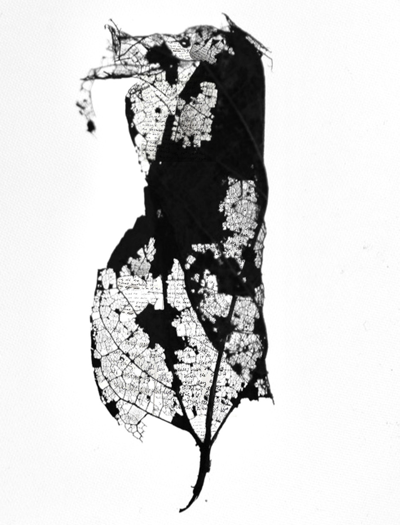 Black and white image of a disintegrating leaf with handwritten text showing through the holes