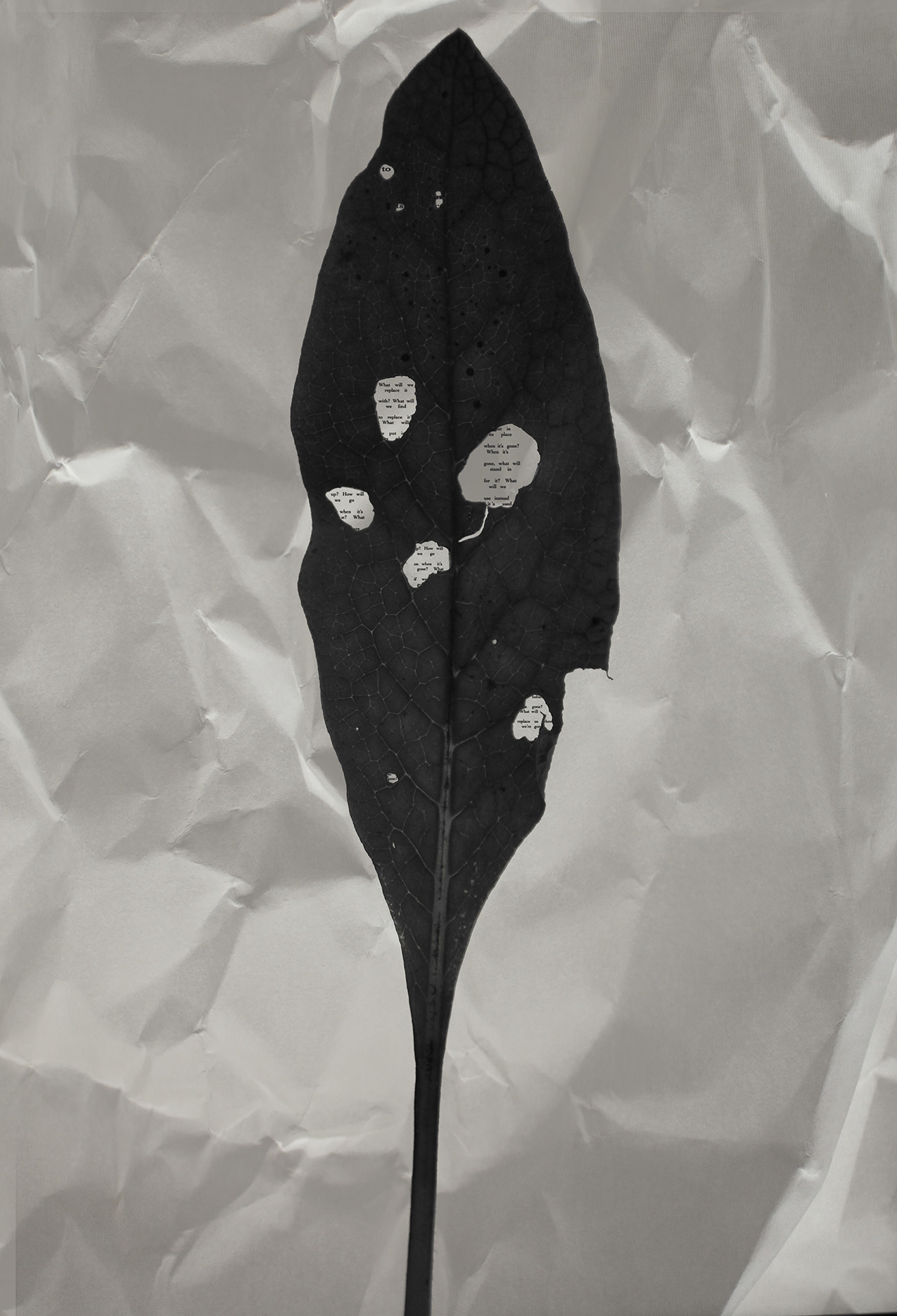 Dark grayscale photo of a leaf laying on a piece of paper; holes in the leaf reveal bits and pieces of a poem