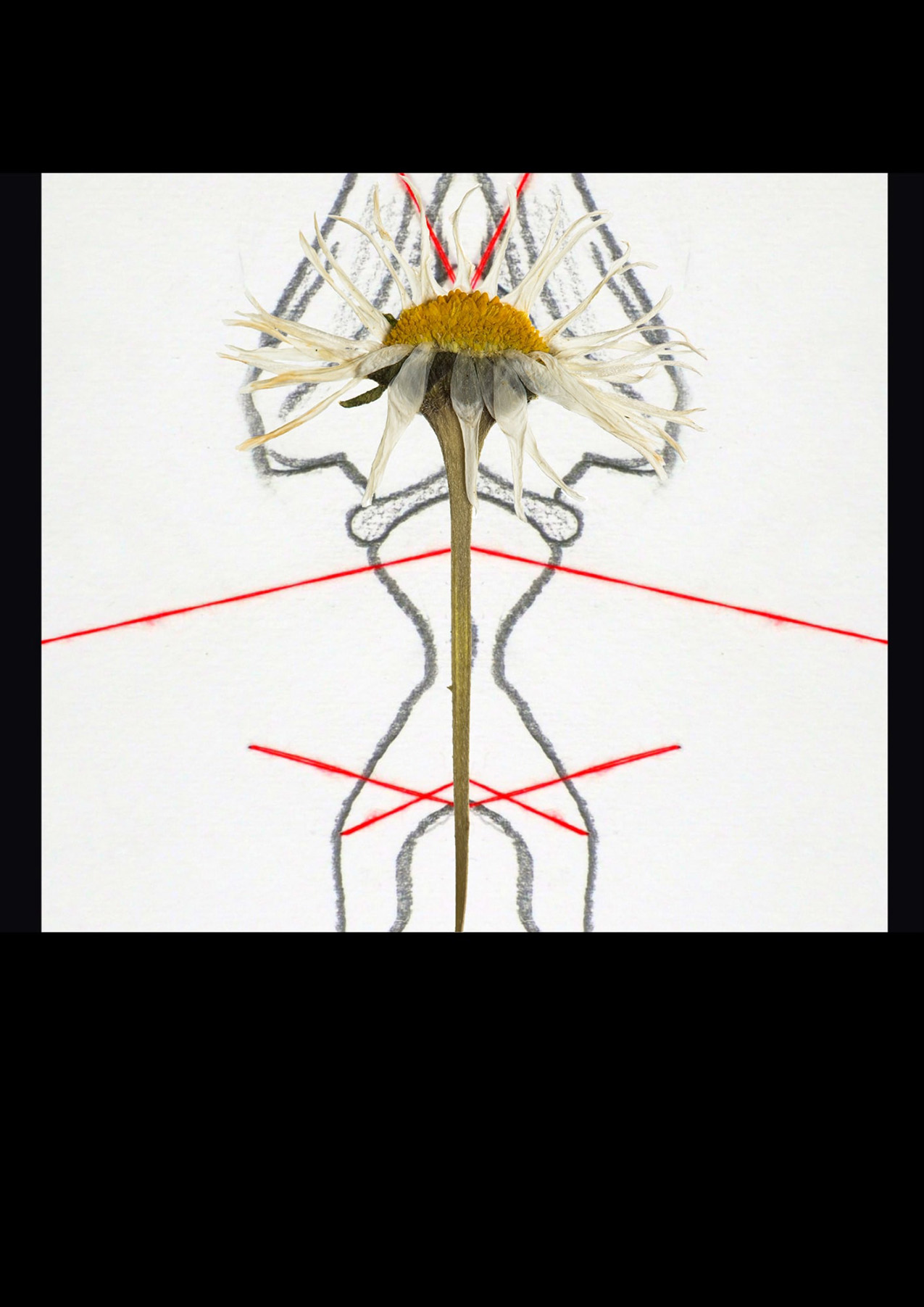 a daisy overlaps a drawing of a symmetrical figure and sharp red lines