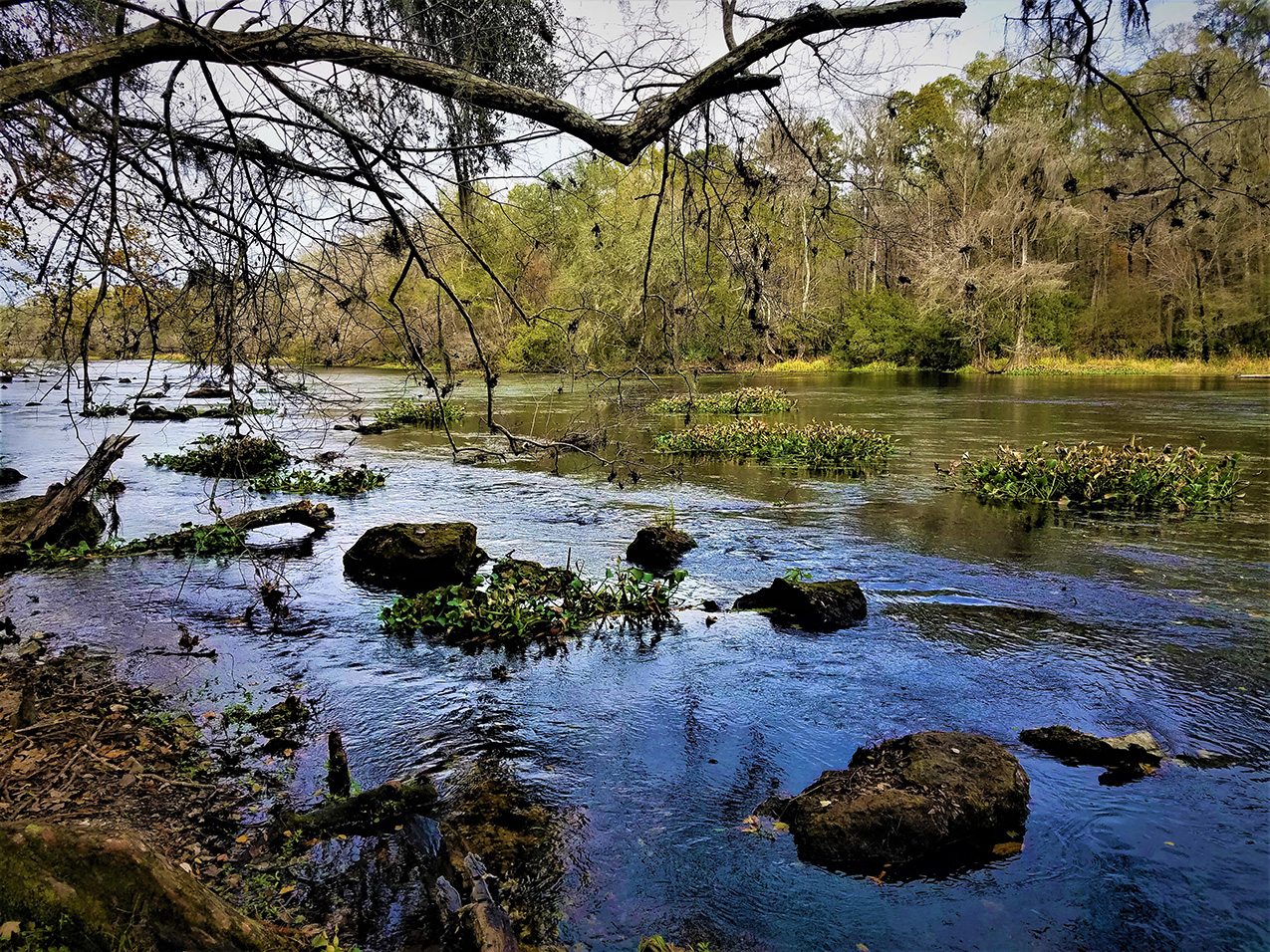 photo of the Santa Fe river featuring groups of lily pads and cypress knees