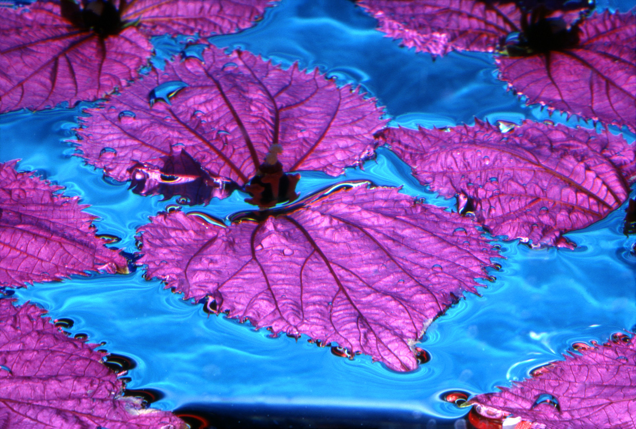 purple leaves floating on blue water
