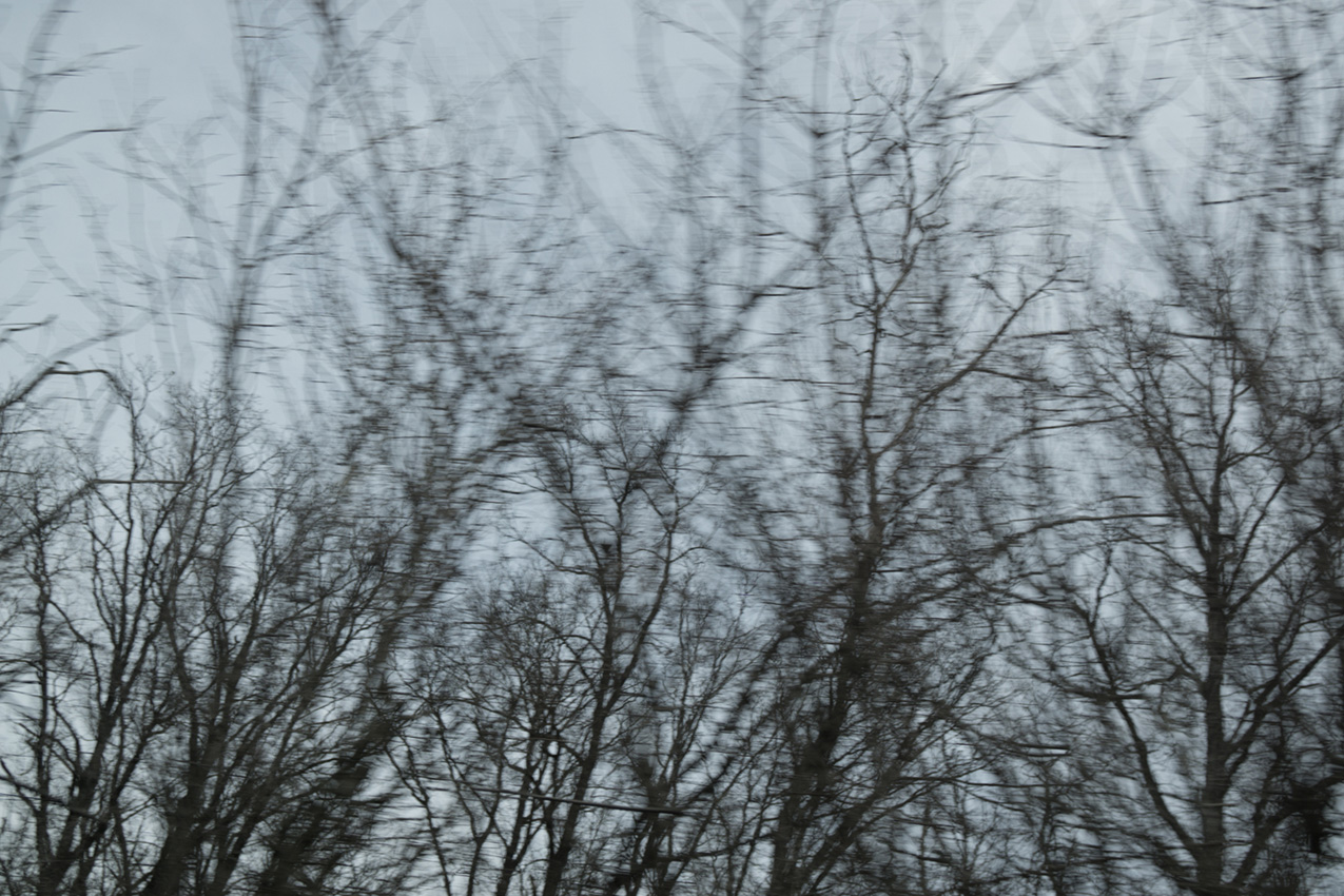 blurred photo of trees with many branches against a gray sky