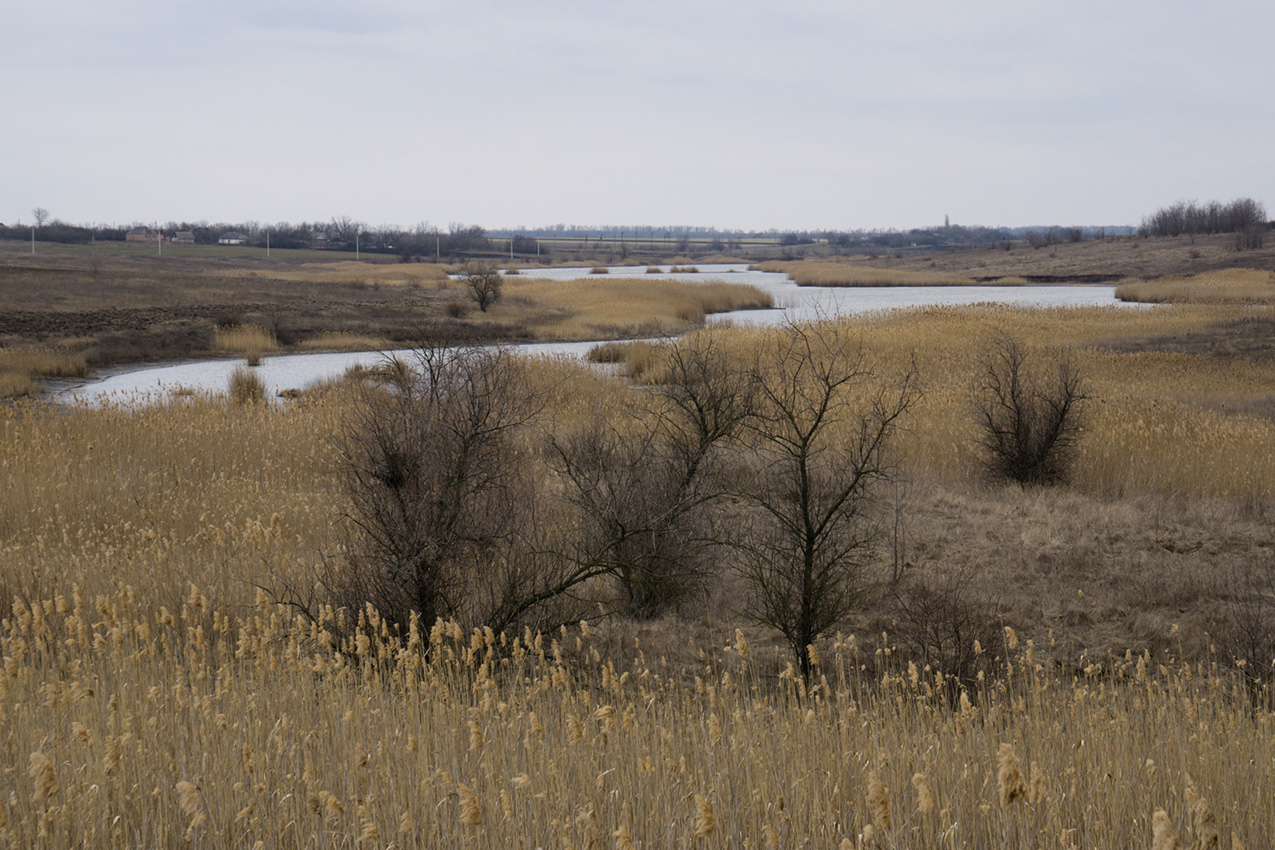 photo of a marshy landscape with reeds in the foreground and a gray sky