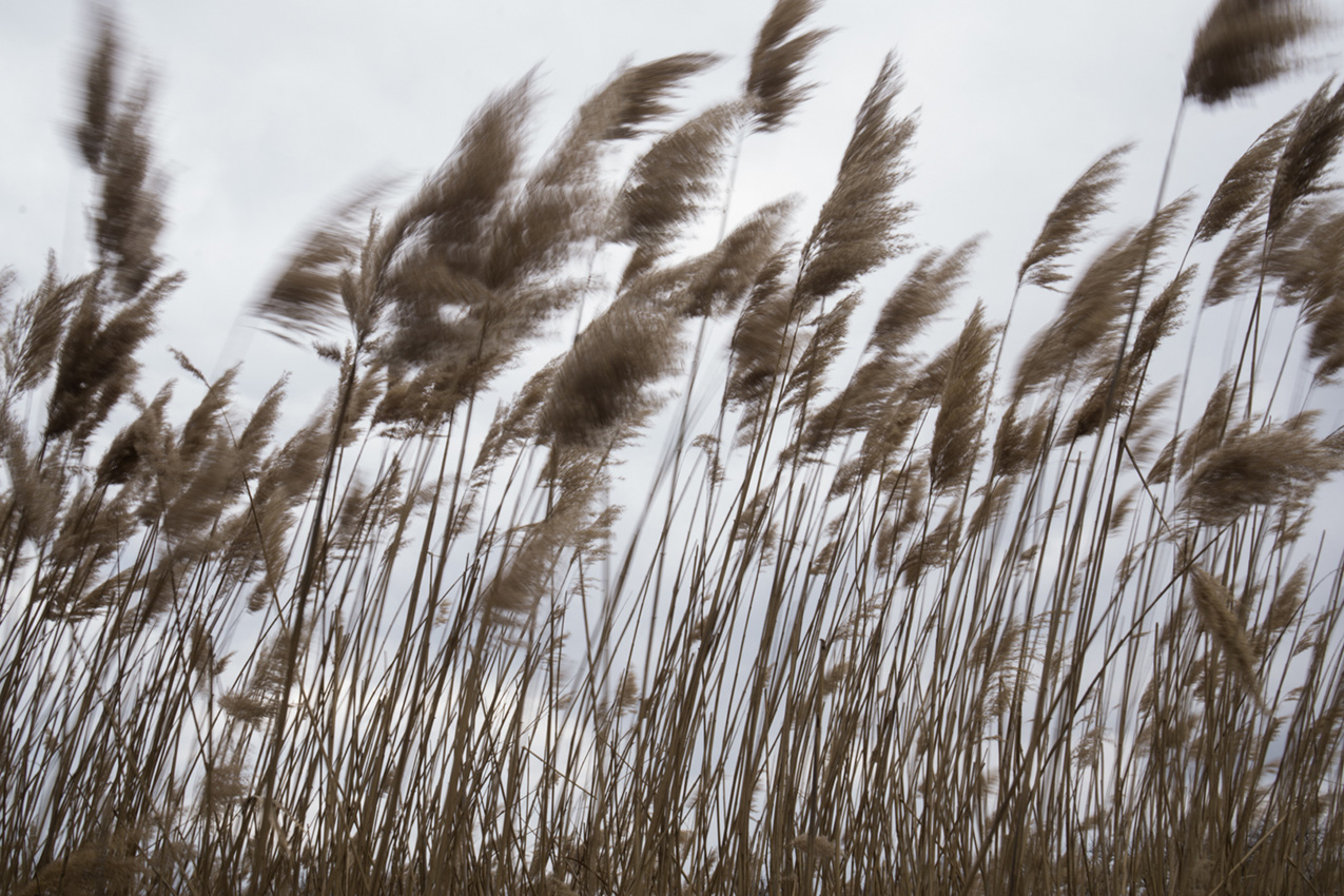 reeds with feathery tufts blowing in the wind against a gray sky