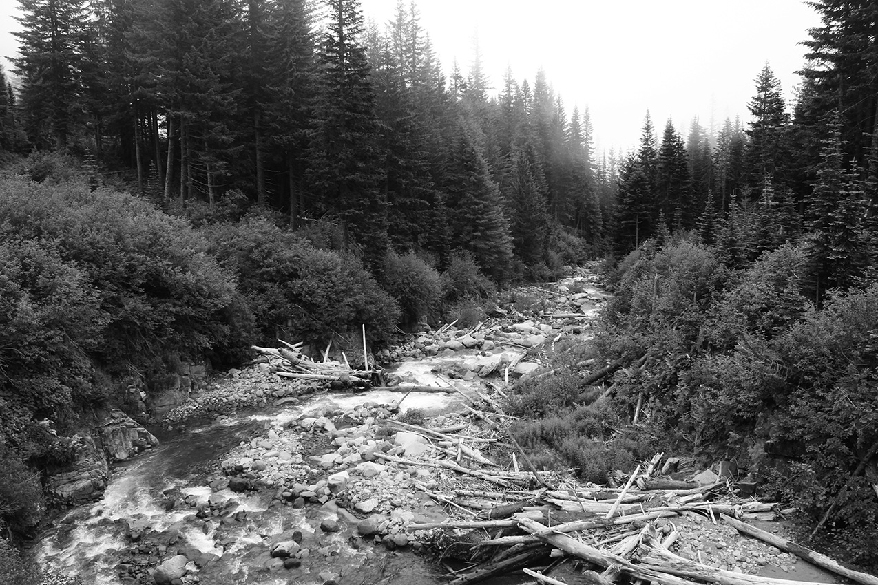 black and white photo of a river jammed with broken fallen tree trunks and limbs. evergreen trees in the background fade into the fog.
