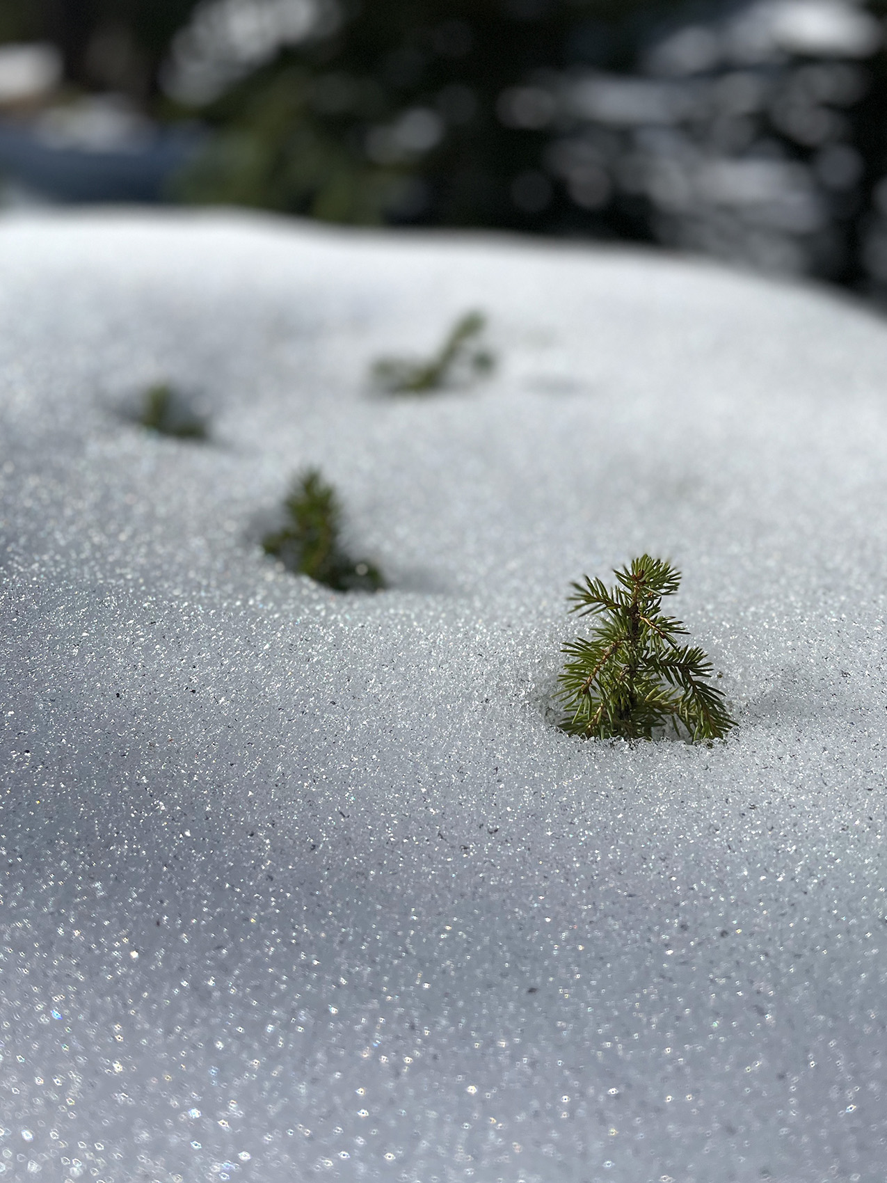 closeup photo with shallow depth of field showing the very tips of evergreen trees sticking out of deep snow