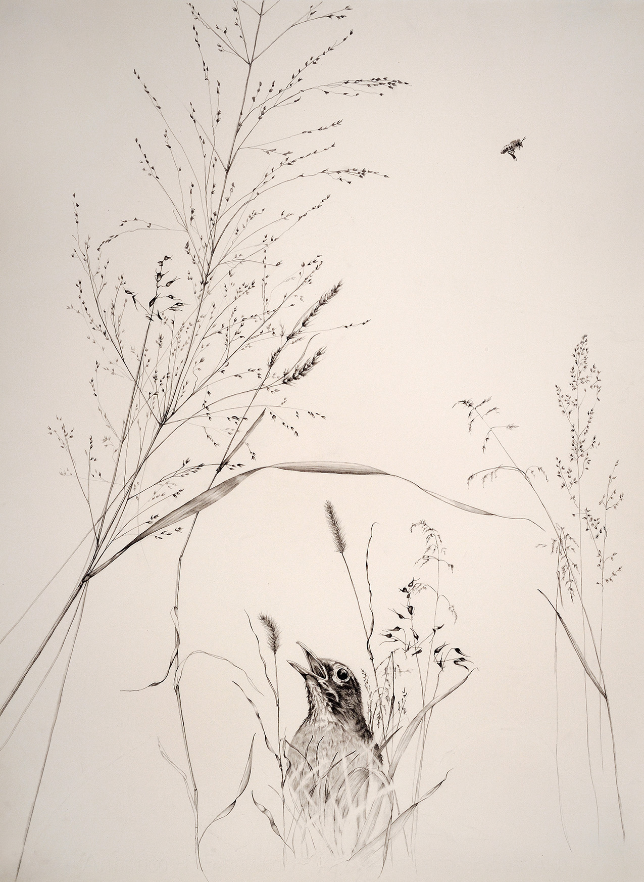 a sparse, realistic drawing of a songbird at the bottom of the frame with its mouth open amongst delicate prairie foliage; a bee flies in the upper right; the background is a warm gray without any details