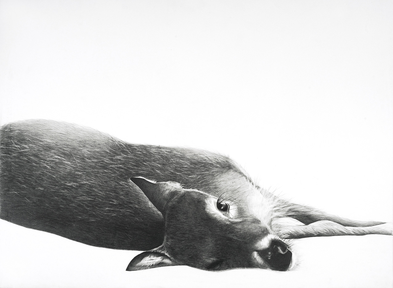 a delicate, realistic drawing of a deer, isolated on white, laying down with its head tilted slightly back, looking at the viewer