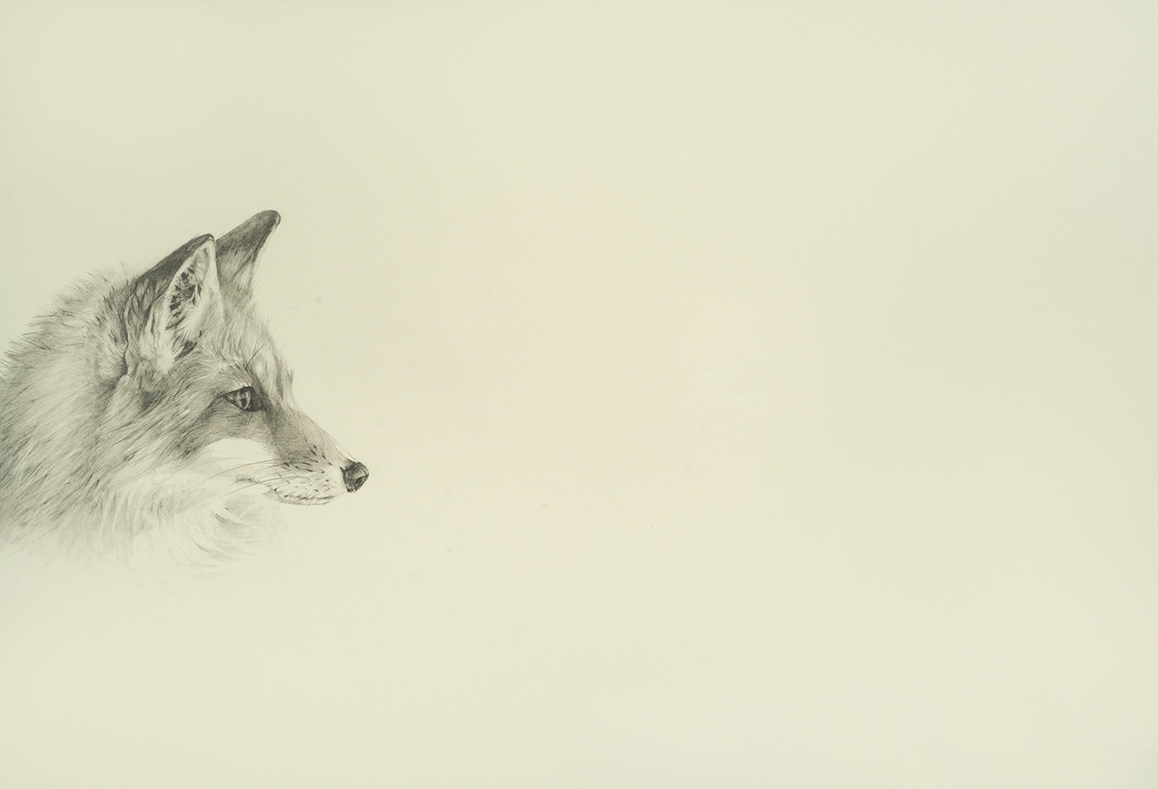 a detailed, realistic and delicate grayscale drawing of a fox's head on the left side looking inward, with blank off-white space filling the rest of the frame