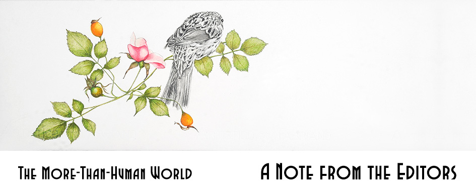 The More-Than-Human World, A Note from the Editors section header: a delicate, realistic drawing of a grayscale sparrow on colorful rose bush foliage, isolated on a white background