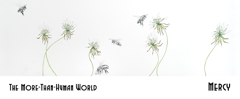 The More-Than-Human World, Mercy section header: a delicate, realistic drawing of a grayscale bees flying among clover blossoms, isolated on a white background