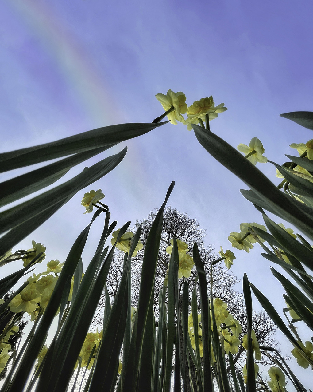 a photo of daffodils taken from an extremely low perspective, with a leafless tree, blue sky and a rainbow behind
