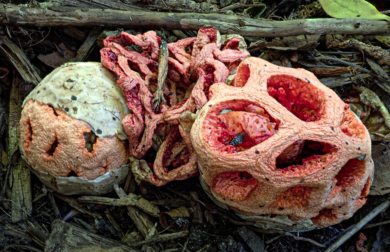 photo of a basket stinkhorn mushroom featuring an egg-like portion with a light colored "shell," a collapsed lattice section, and an open lattice section filled with red flesh-like pores