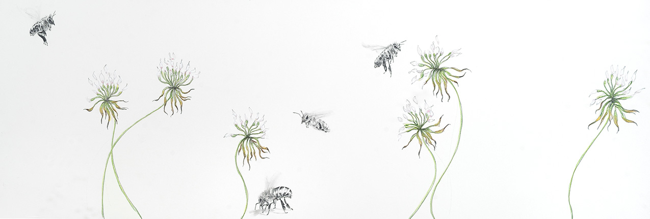 a delicate, realistic drawing of a grayscale bees flying among clover blossoms, isolated on a white background