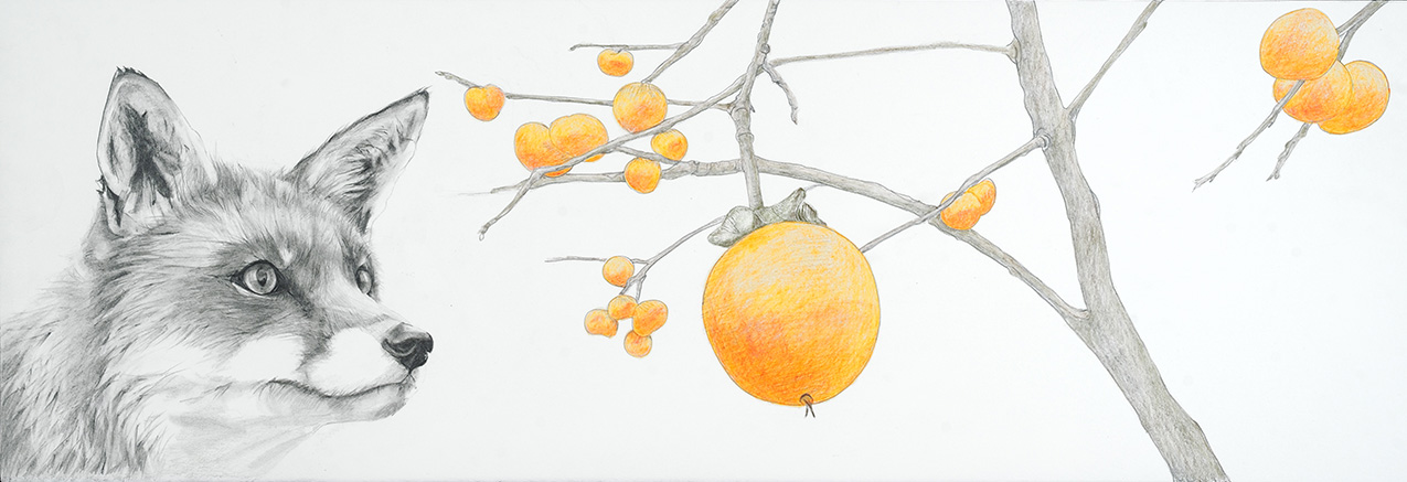 a delicate, realistic drawing of a grayscale fox eyeing orange persimmons, isolated on a white background