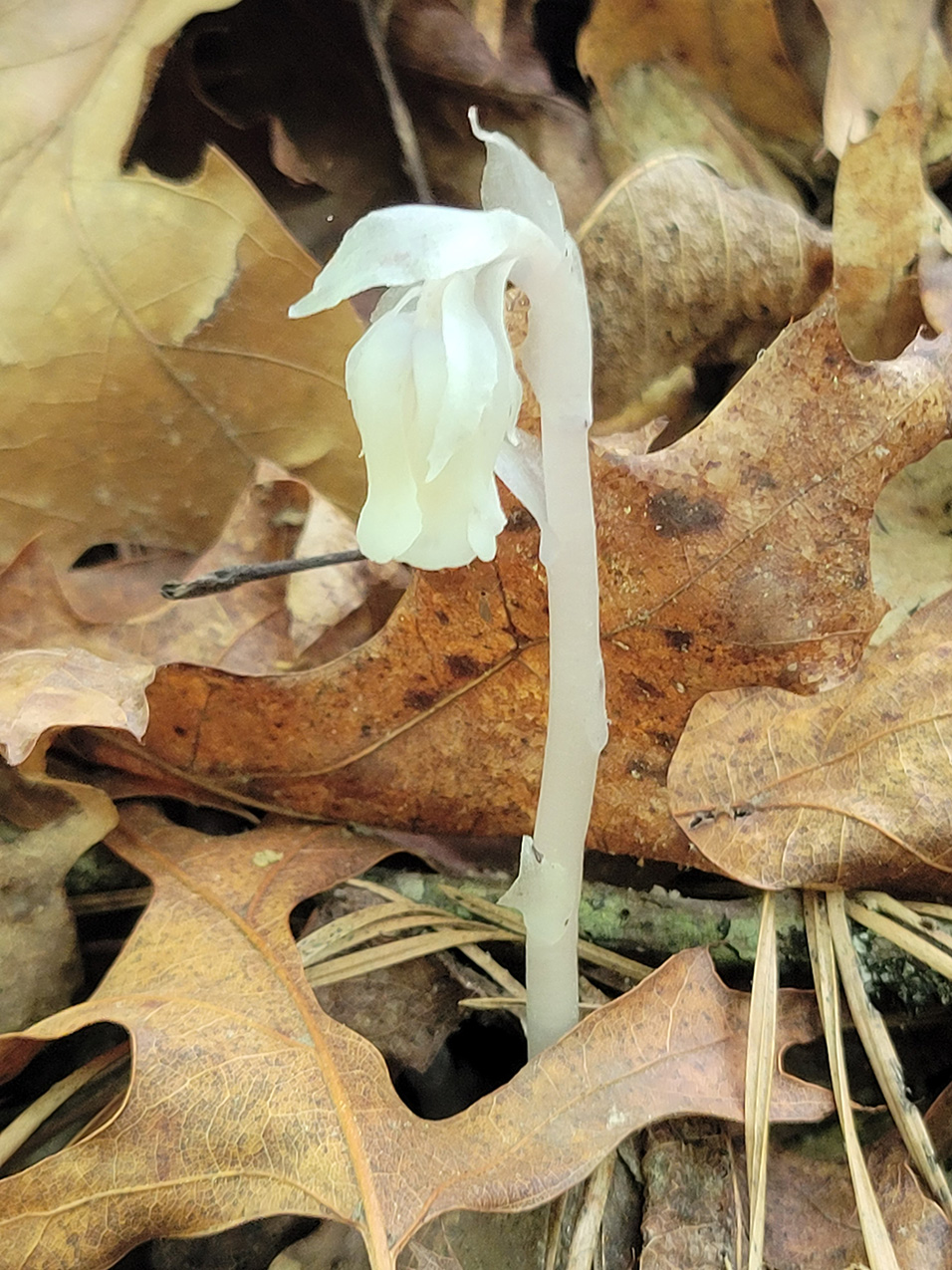 closeup photo of a ghost pipe (Monotropa uniflora), an all-white plant with a nodding flower head, growing out of fallen leaves