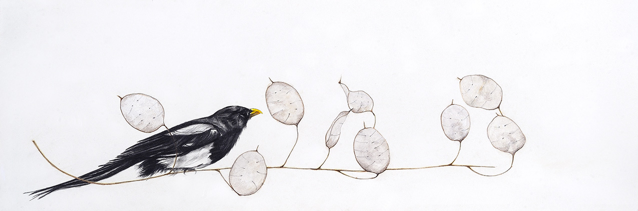 a delicate, realistic drawing of a grayscale magpie on a lunaria branch, isolated on a white background