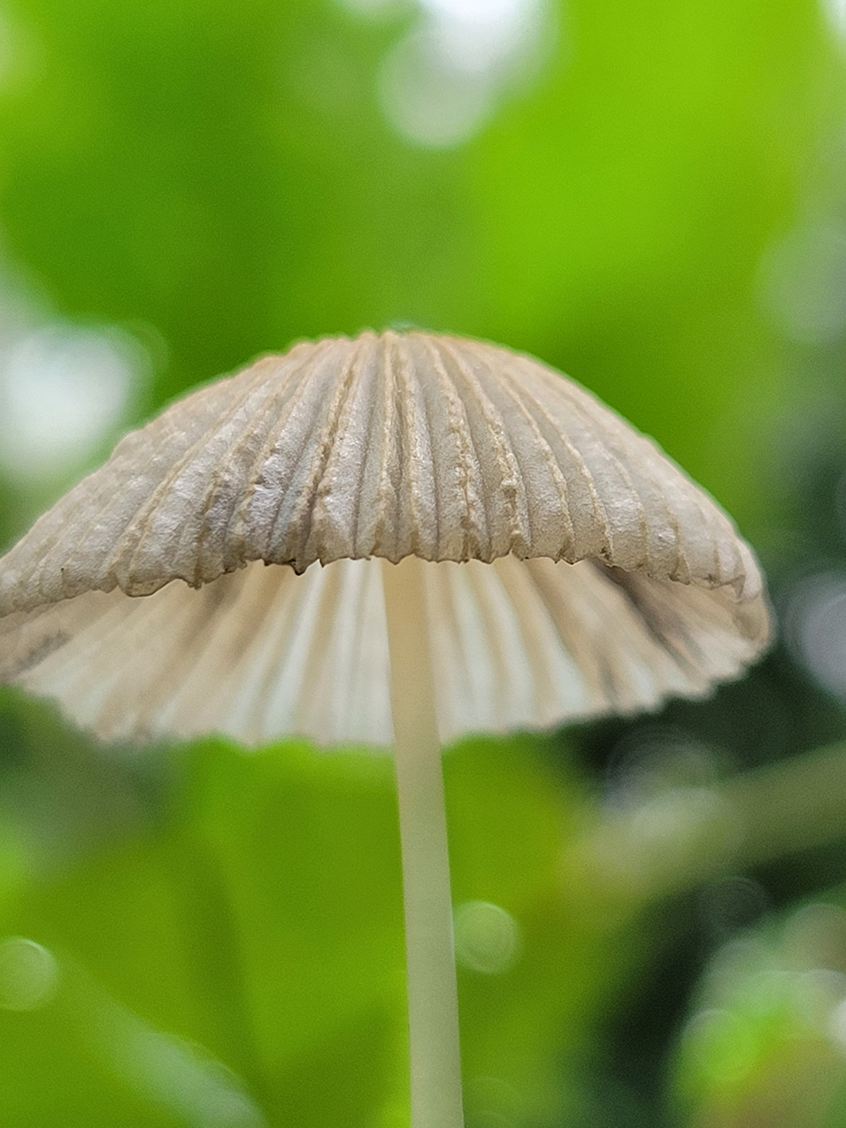 a single-stemmed tan mushroom with a delicate pleated cap; depth of field is very shallow and the background is a bright leaf green