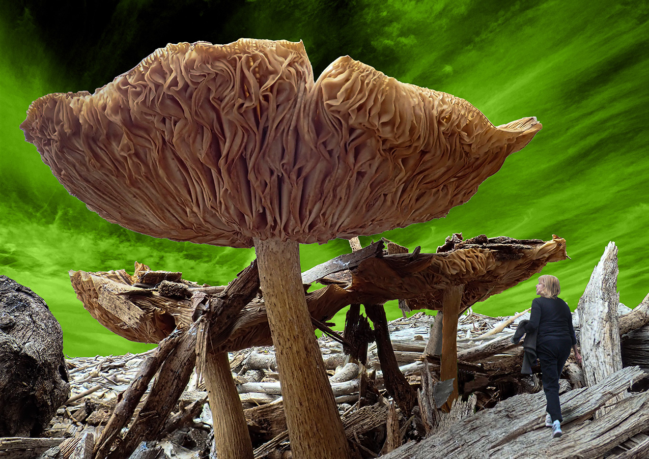 a closeup photo from below of mushrooms growing from a bed of wood chips; its other-worldly perspective is enhanced by a digitally-added green sky and a person walking in the lower right, making the mushrooms resemble large trees