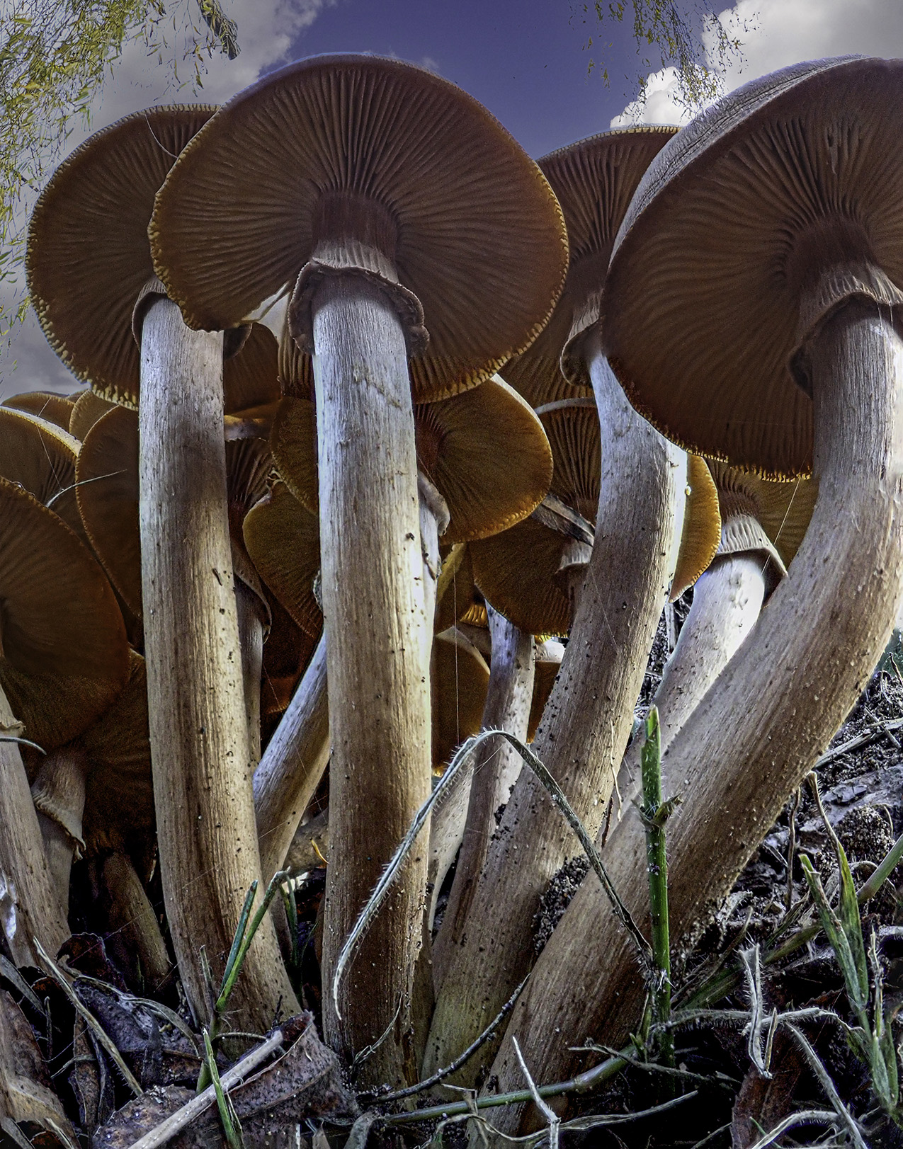 photo of mushrooms with long stems shot from underneath; the mushroom stems and caps take up the entire frame with a small bit of blue sky and puffy clouds behind