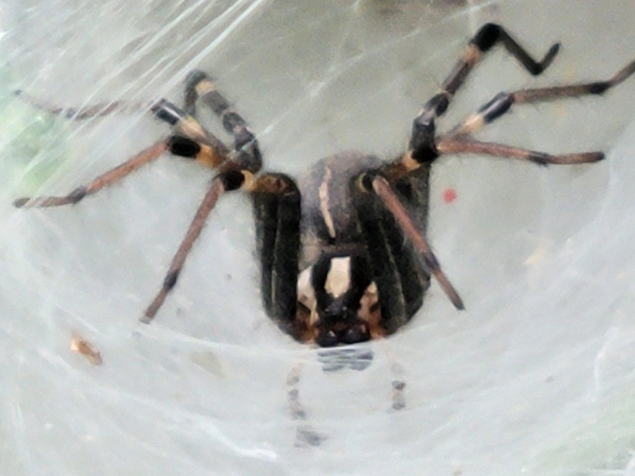 close-up photo of a large spider with hairy legs cradled in the bowl of a web