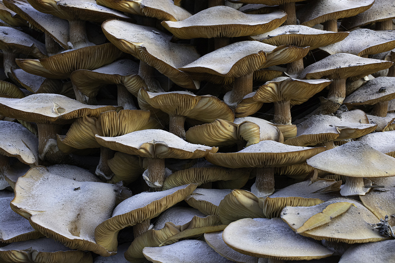 a tightly cropped photo of a vertical surface covered in tan-orange mushrooms with large gilled 4caps covered in dusty white spores