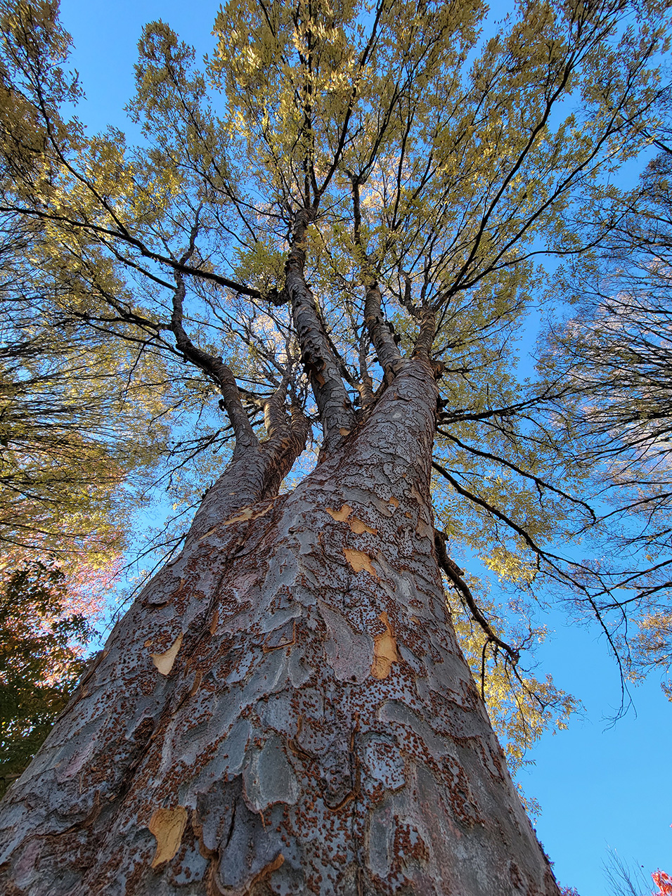 photo of two conjoined trees shot from a very low perspective; the bark is scaly and blue-gray with rust-colored dots/ the foliage is sparse and the sky is bright blue