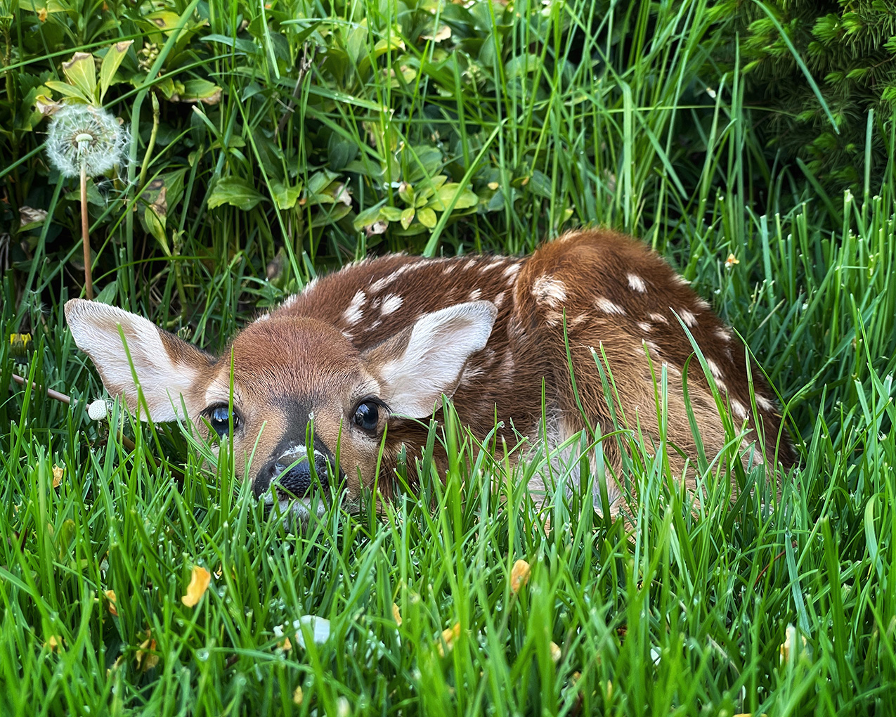 a tiny fawn lies curled up in the grass, looking at the camera
