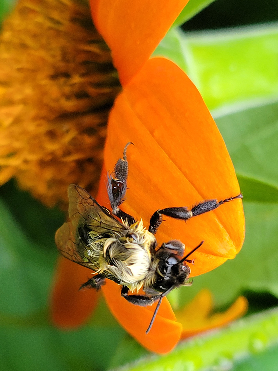 closeup of a wet bee with tousled hair on a bright orange flower petal facing the sunlight 
